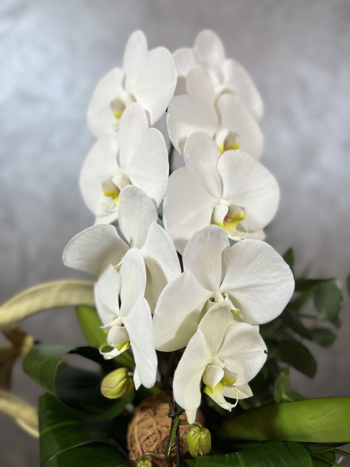 Vazoda Şelale Beyaz Orkide – Premium Seramik Saksıda Phalaenopsis - Görsel 2