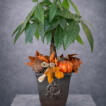 Pachira Aquatica (Para Ağacı) Tasarım Saksı