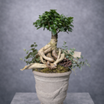 Ficus Ginseng Bonsai Tasarım Saksı