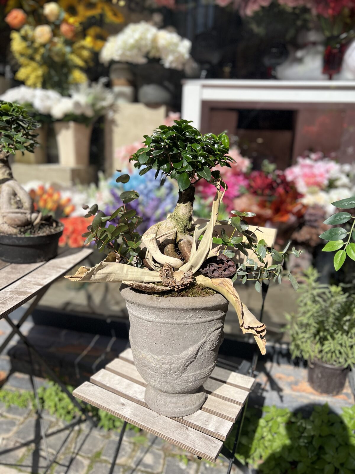Ficus Ginseng Bonsai Tasarım Saksı - Görsel 2